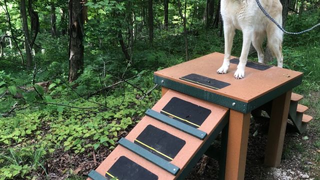 Dog Trail